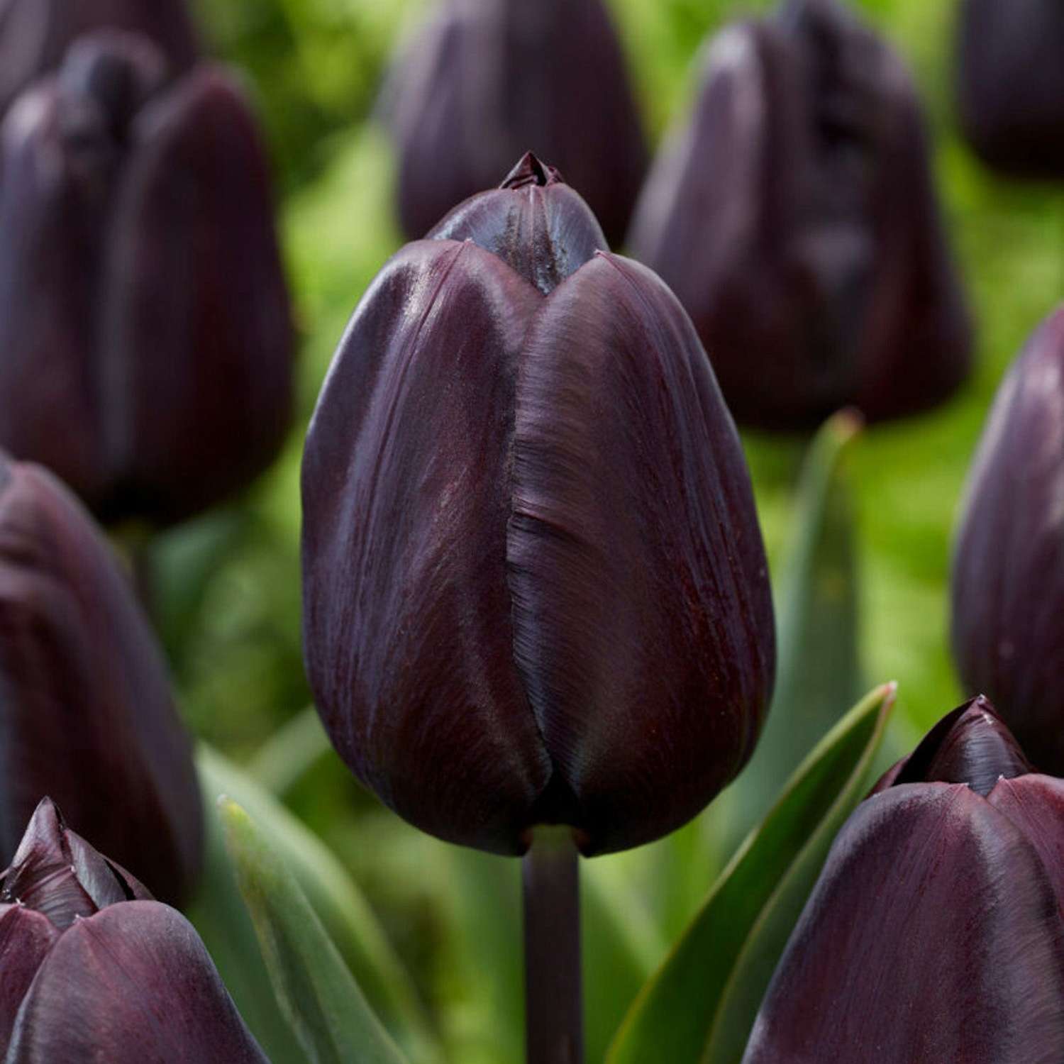 Tulpe 'Nightmare'